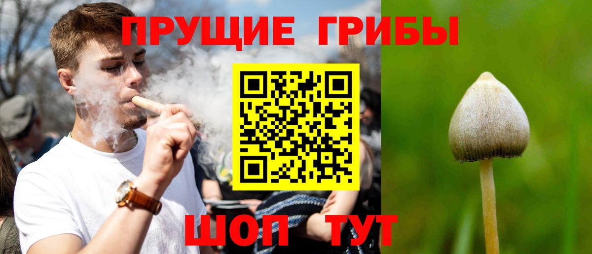 Галлюциногенные грибы Psilocybine cubensis Северодвинск